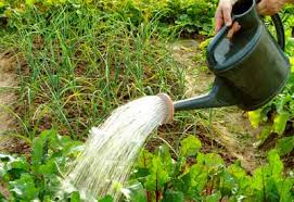 water gardening